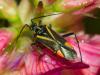 Hadrodemus m-flavum